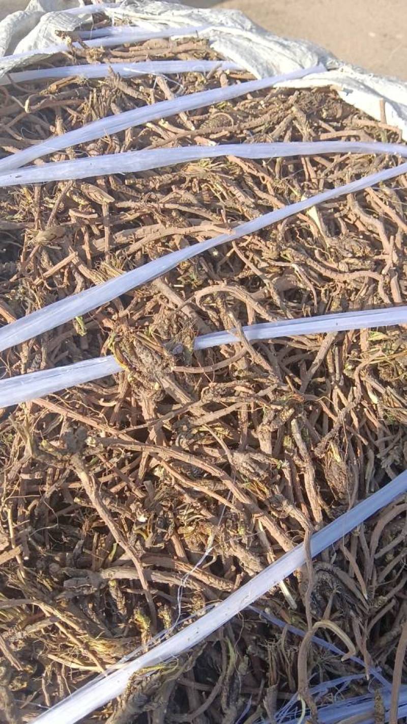 庆阳产地直供，新鲜干柴胡，***无添加，健康好品质！