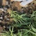 精品玉带草优质玉带草