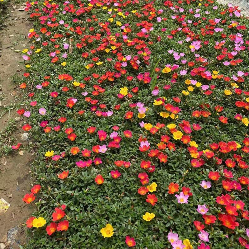 精品太阳花优质太阳花太阳花自产自销