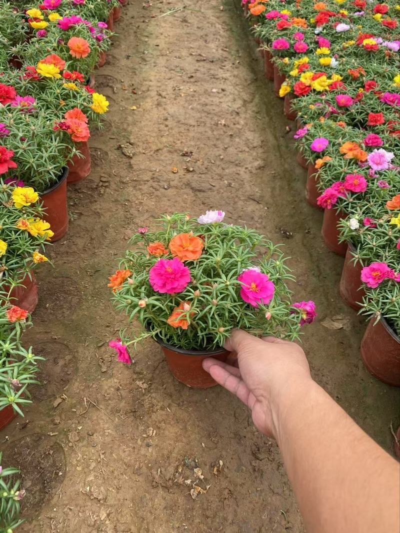 精品太阳花优质太阳花太阳花自产自销