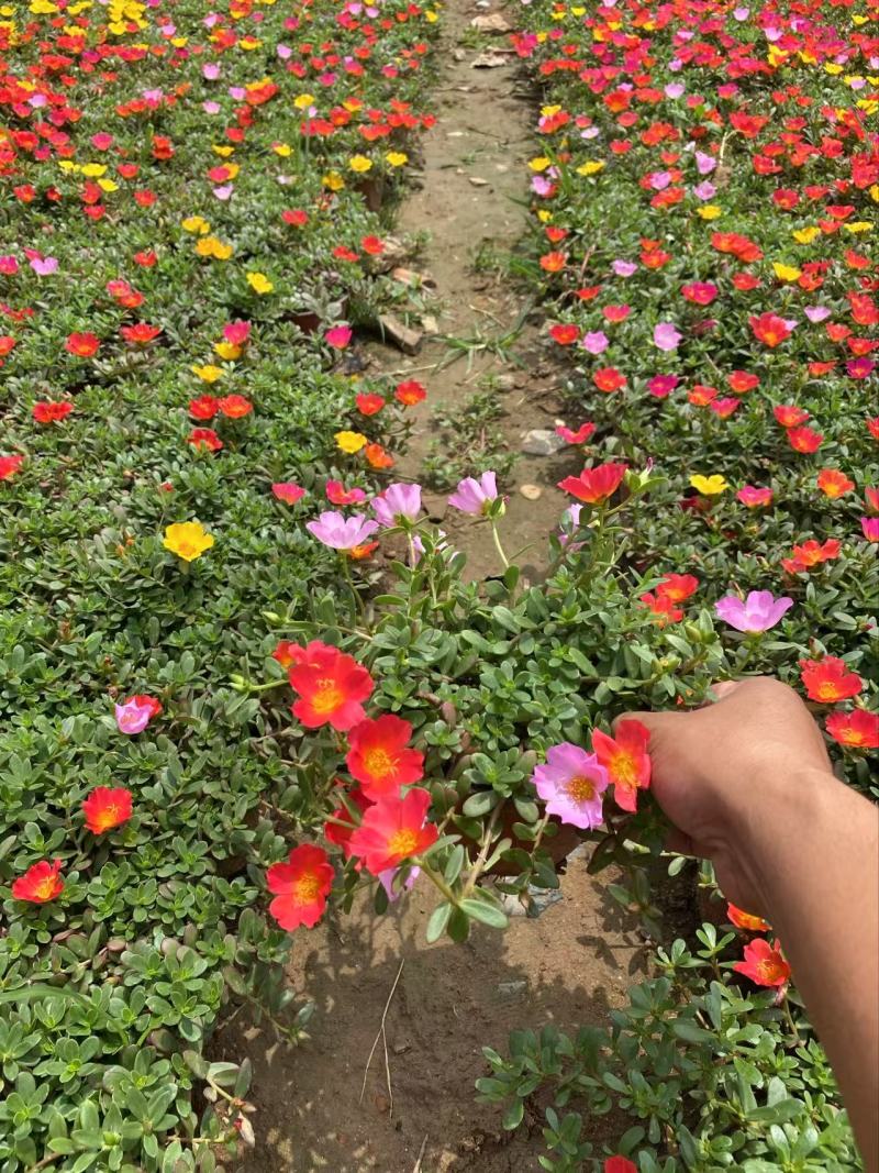 精品太阳花优质太阳花太阳花自产自销