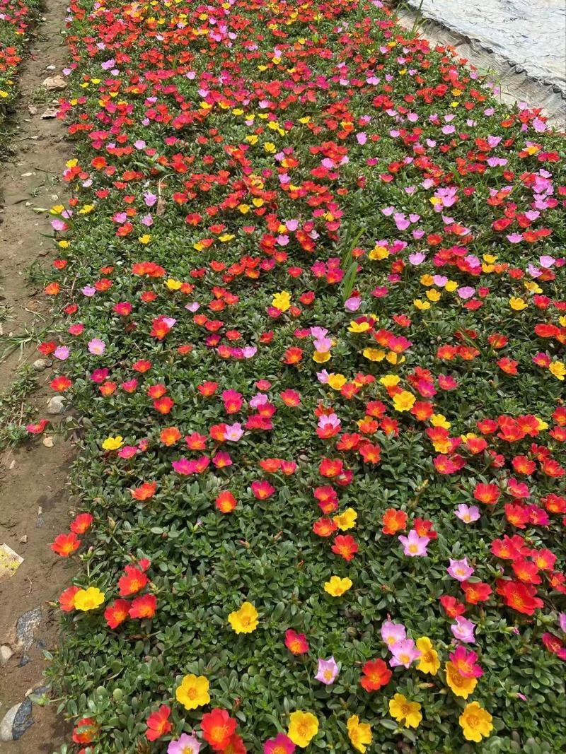 精品太阳花优质太阳花太阳花自产自销