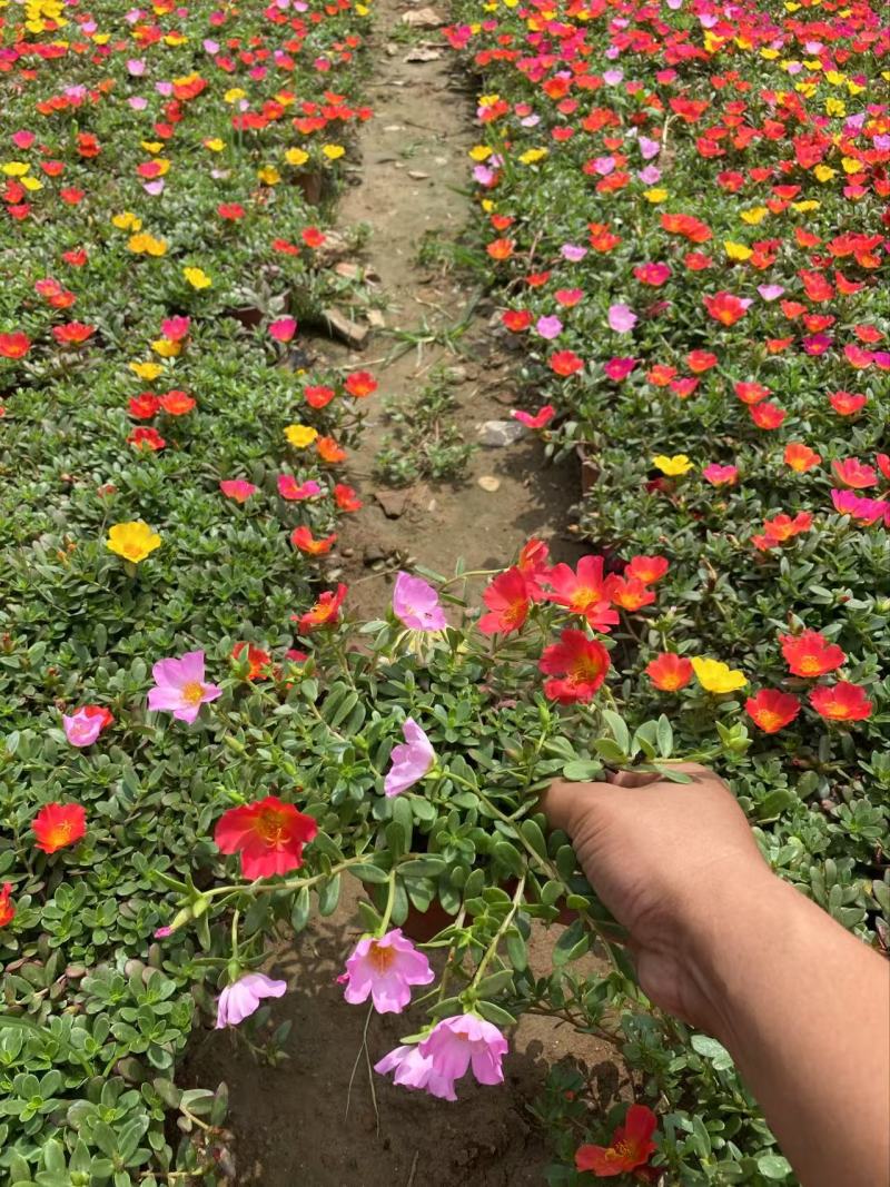 精品太阳花优质太阳花太阳花自产自销