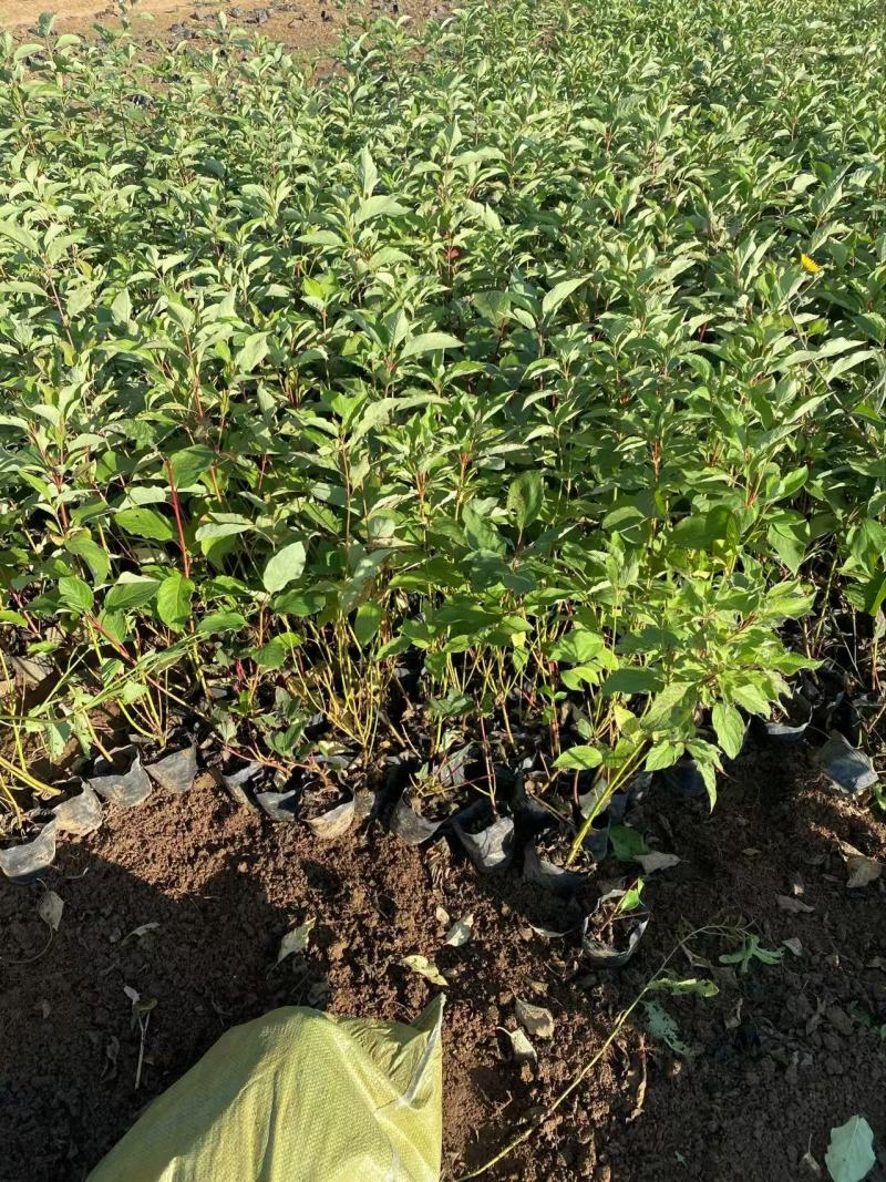 精品红瑞木优质红瑞木红瑞木自产自销