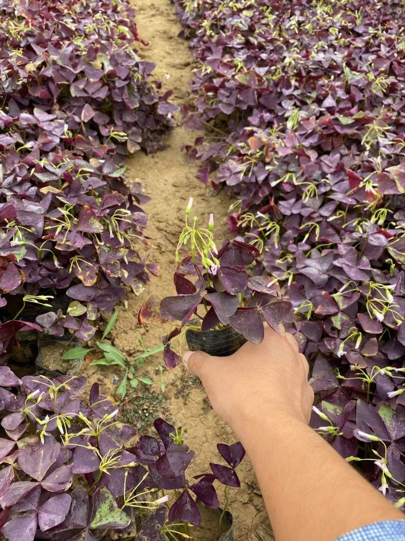 精品紫叶酢浆草优质紫叶酢浆草