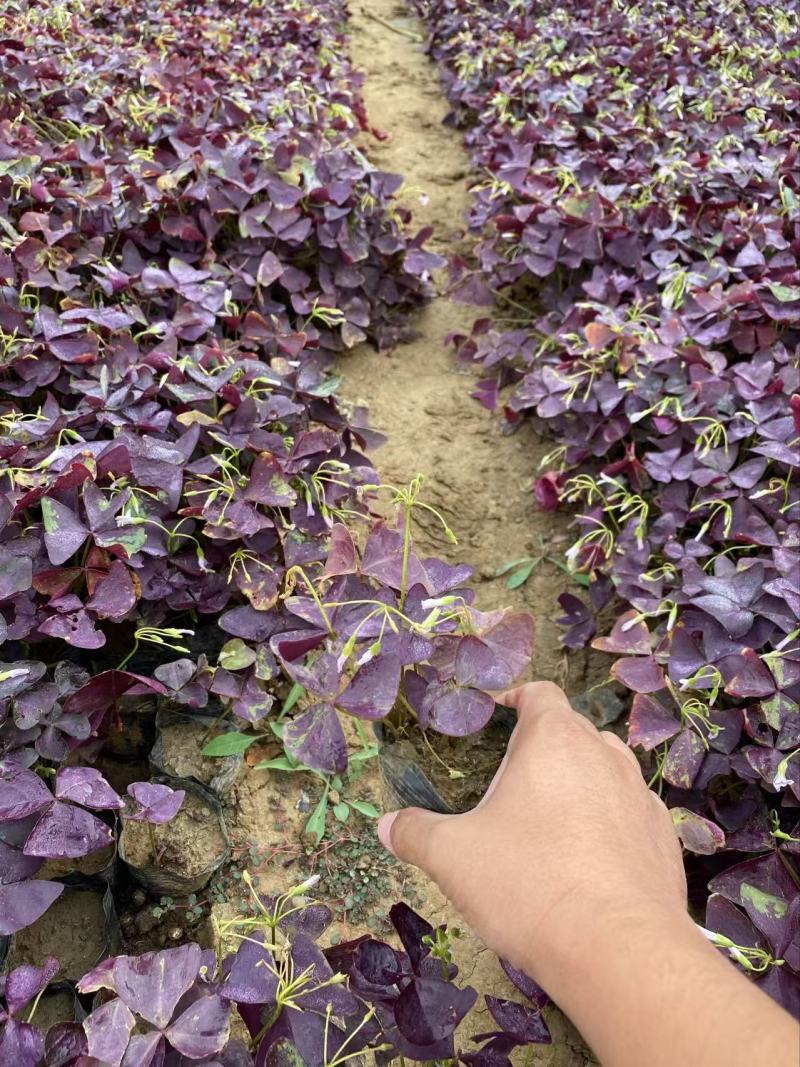 精品紫叶酢浆草优质紫叶酢浆草