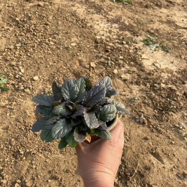 精品玫红筋骨草优质大叶筋骨草
