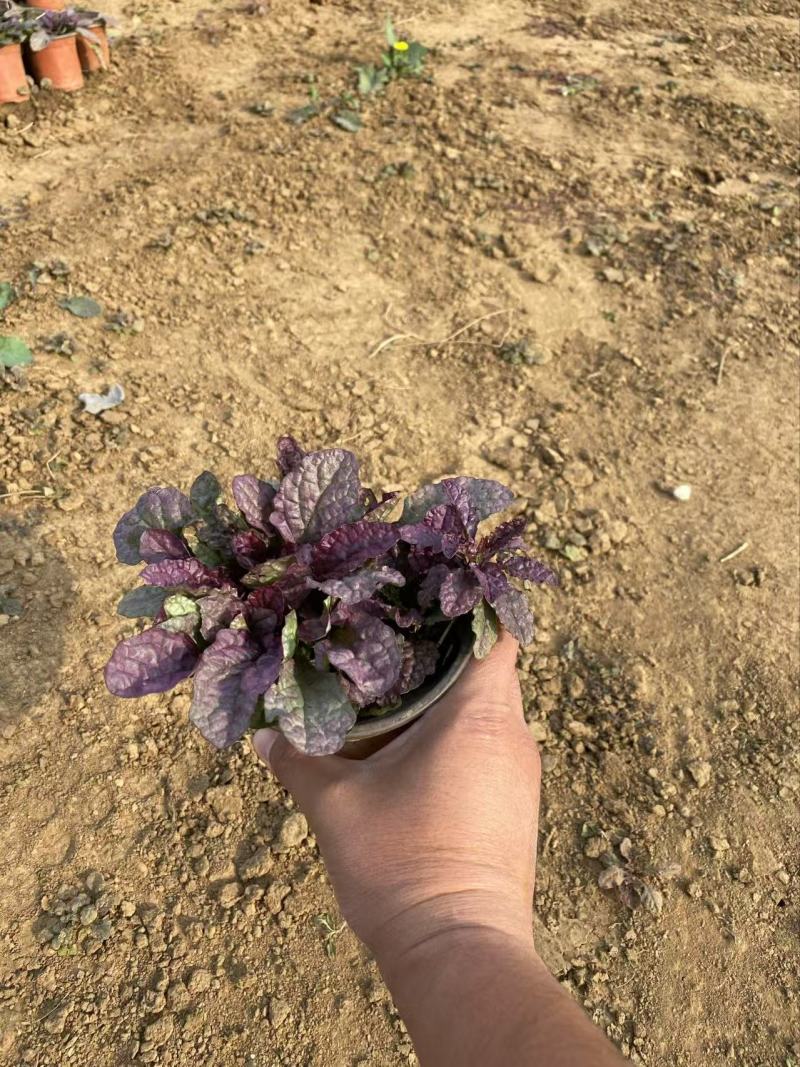 精品玫红筋骨草优质大叶筋骨草