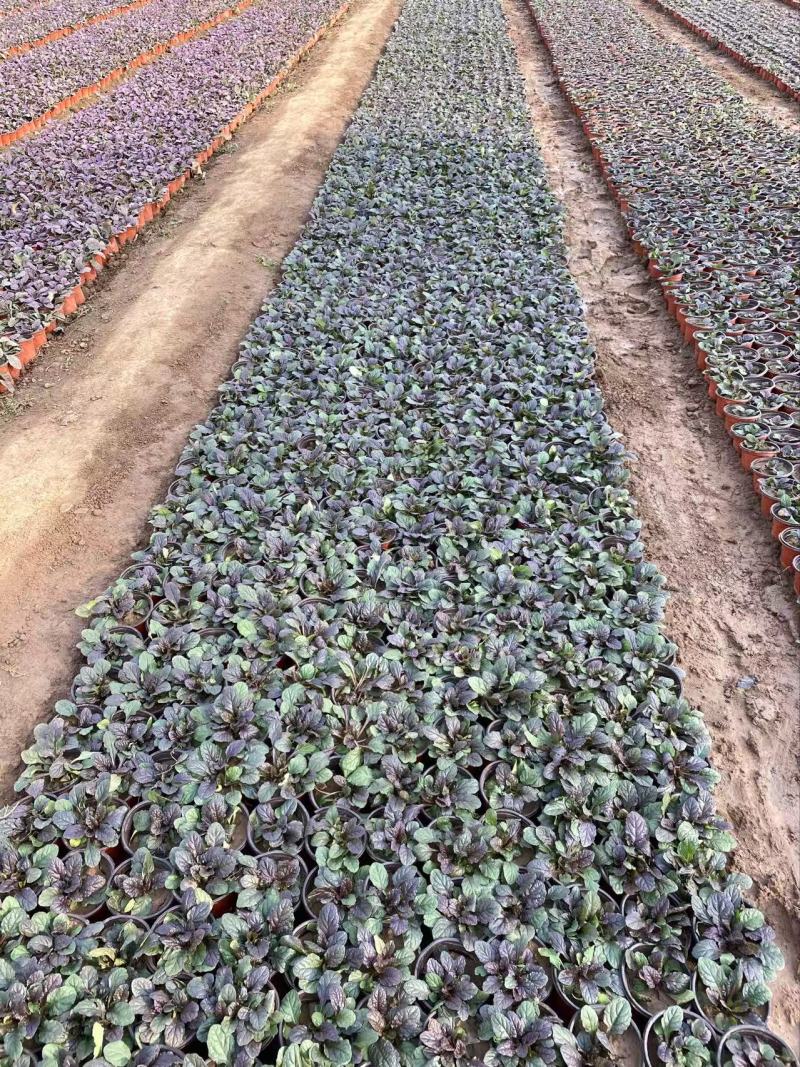 精品玫红筋骨草优质大叶筋骨草