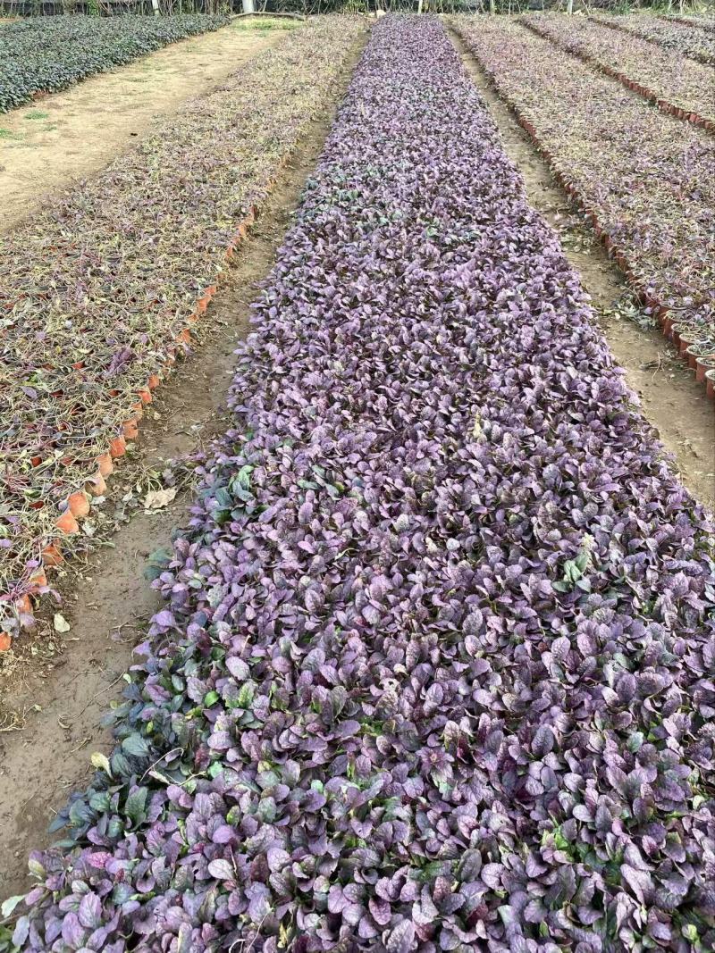 精品玫红筋骨草优质大叶筋骨草