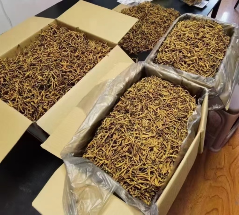 青海.玉树精品头期冬虫夏草，