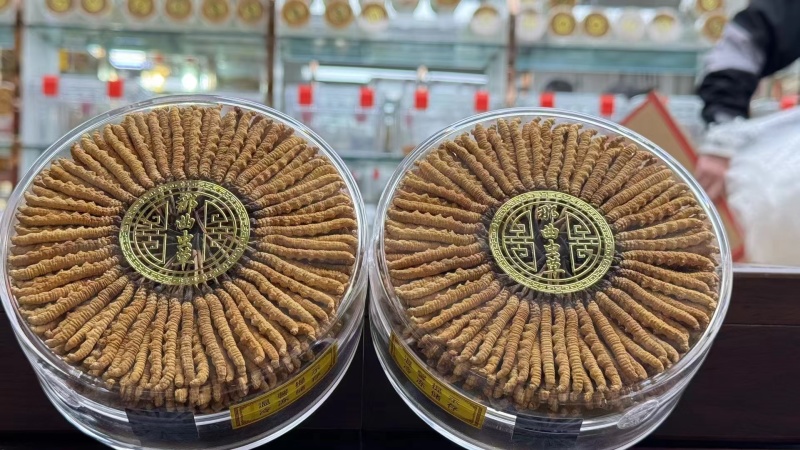 青海.玉树精品头期冬虫夏草，