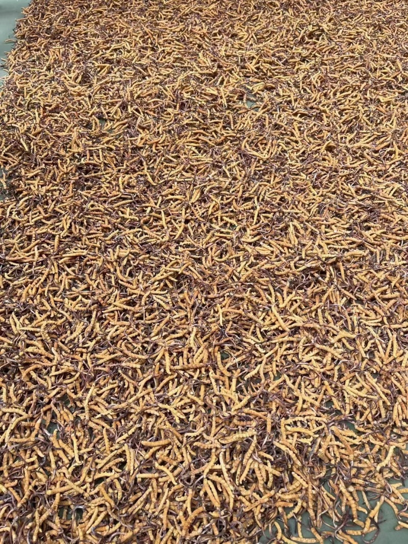 青海.玉树精品头期冬虫夏草，