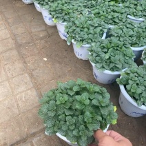 精品薄荷优质薄荷
