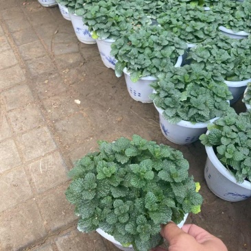 精品薄荷优质薄荷