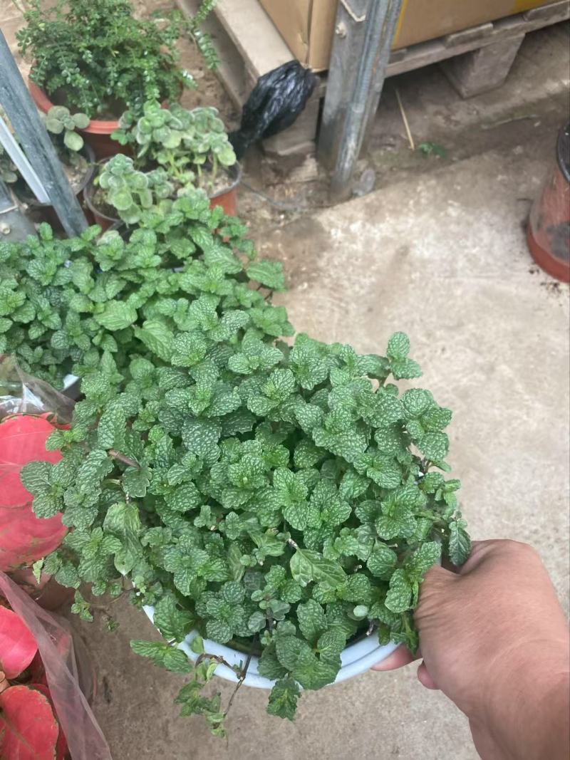 精品薄荷优质薄荷