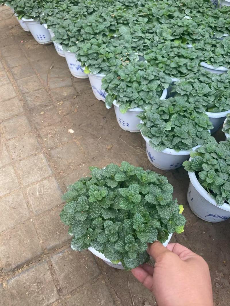 精品薄荷优质薄荷
