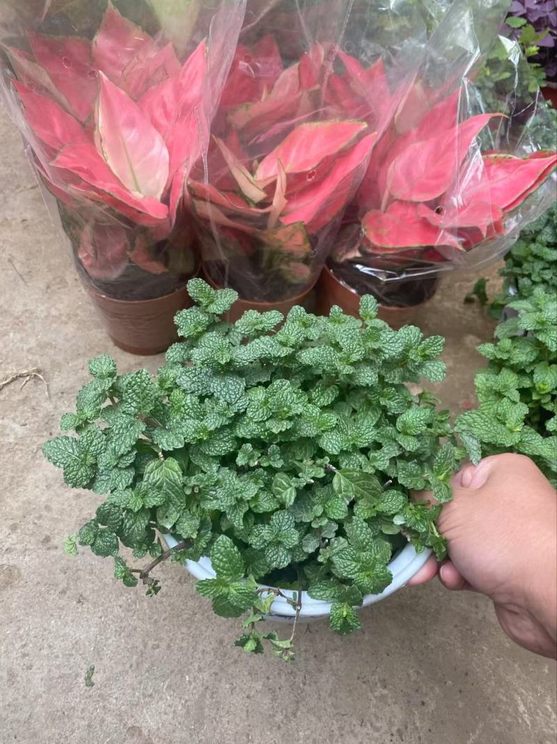 精品薄荷优质薄荷