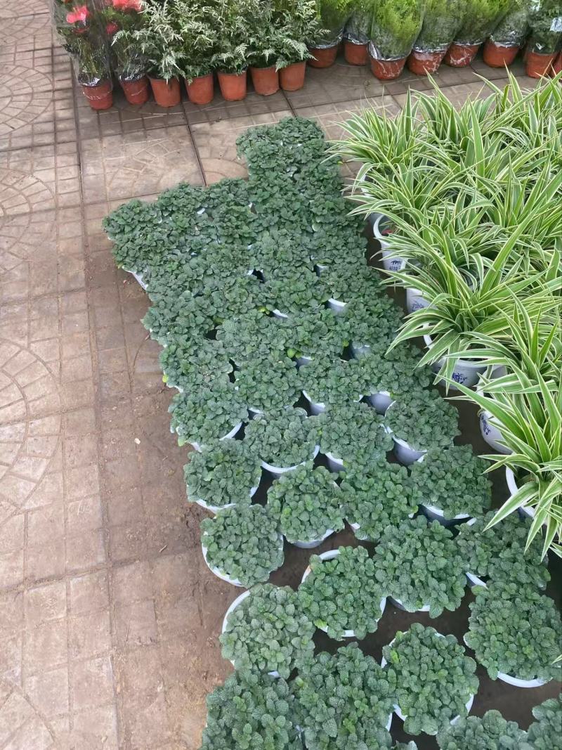 精品薄荷优质薄荷