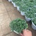 精品薄荷优质薄荷