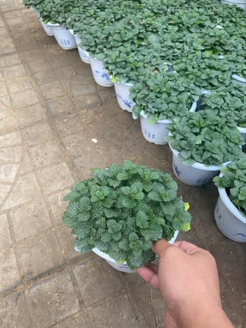精品薄荷优质薄荷