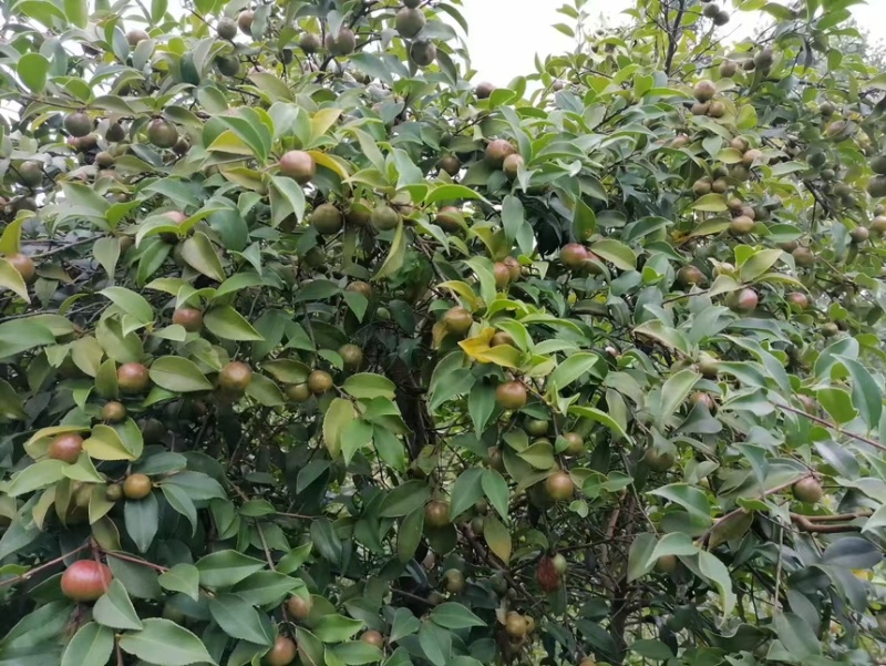 大别山野生茶油