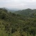 大别山野生茶油