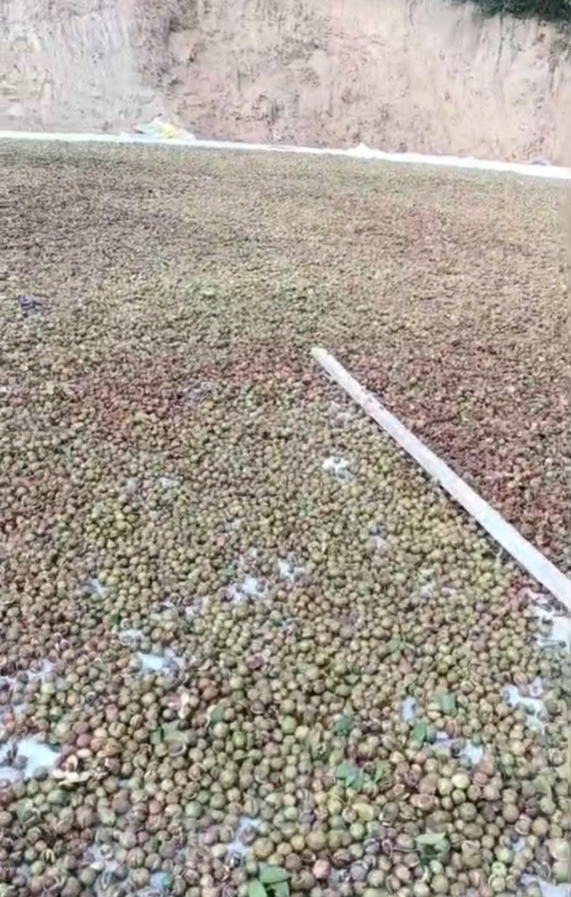 大别山野生茶油