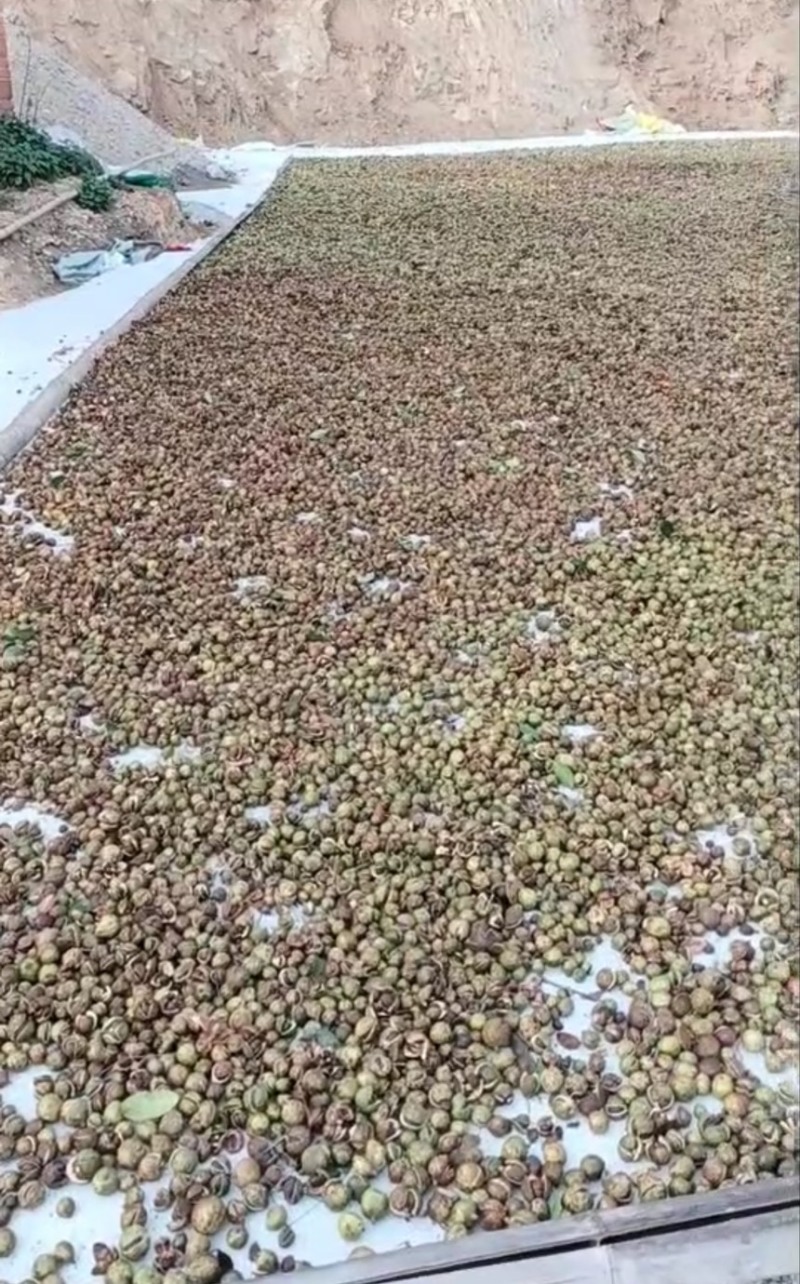大别山野生茶油