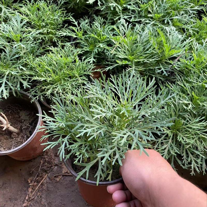 精品朝雾草优质朝雾草