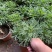 精品朝雾草优质朝雾草