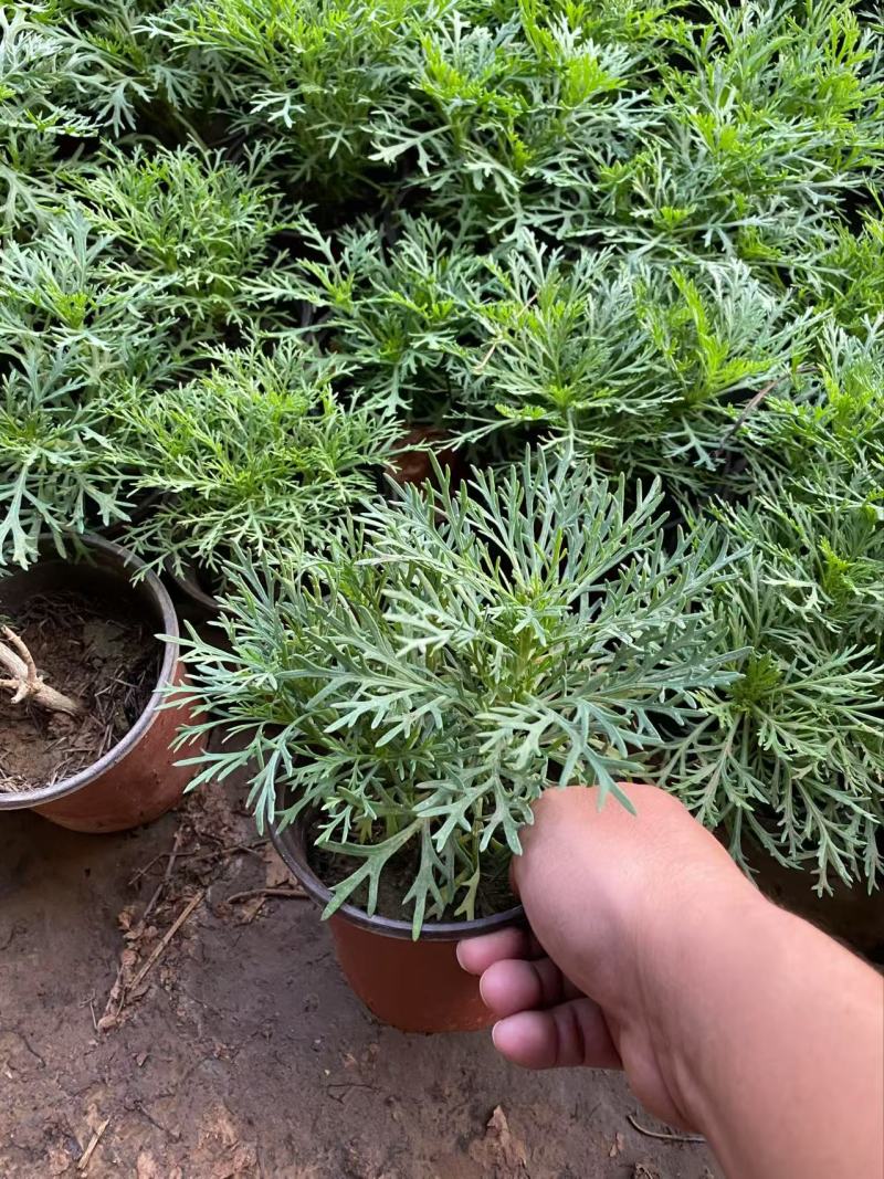 精品朝雾草优质朝雾草