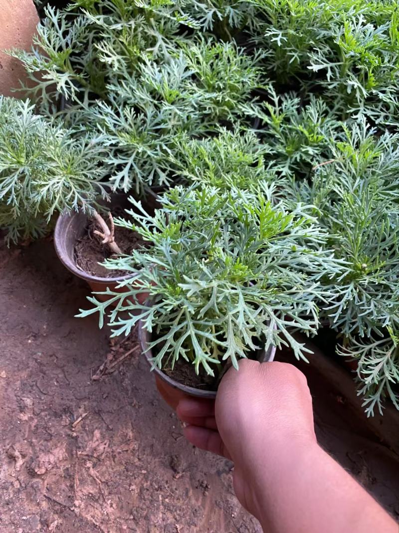 精品朝雾草优质朝雾草