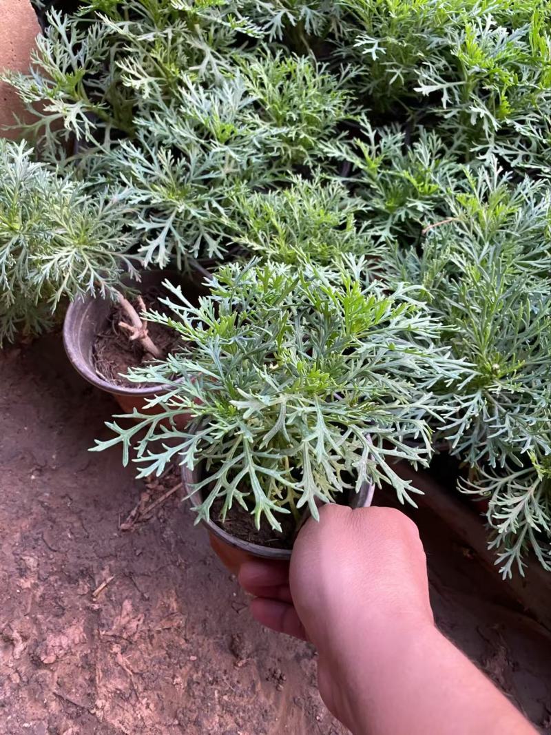 精品朝雾草优质朝雾草