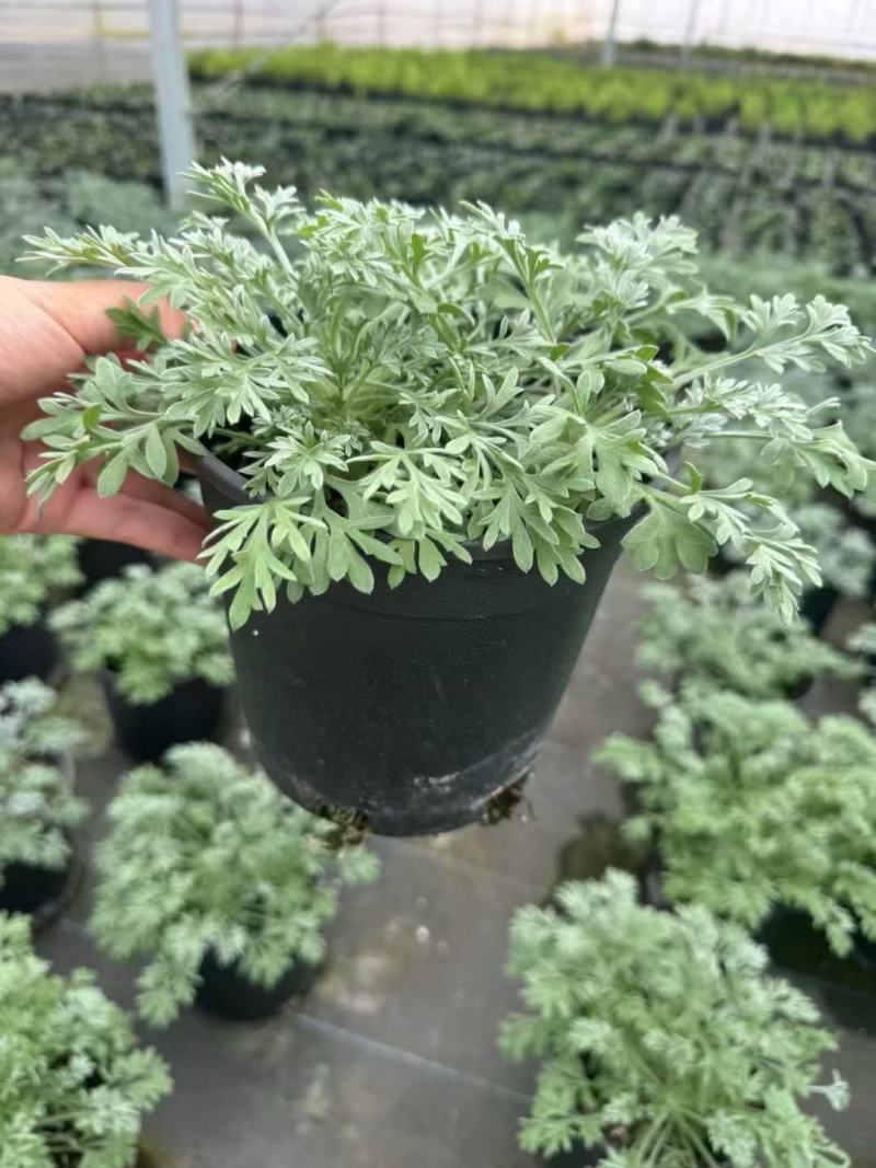 精品朝雾草优质朝雾草