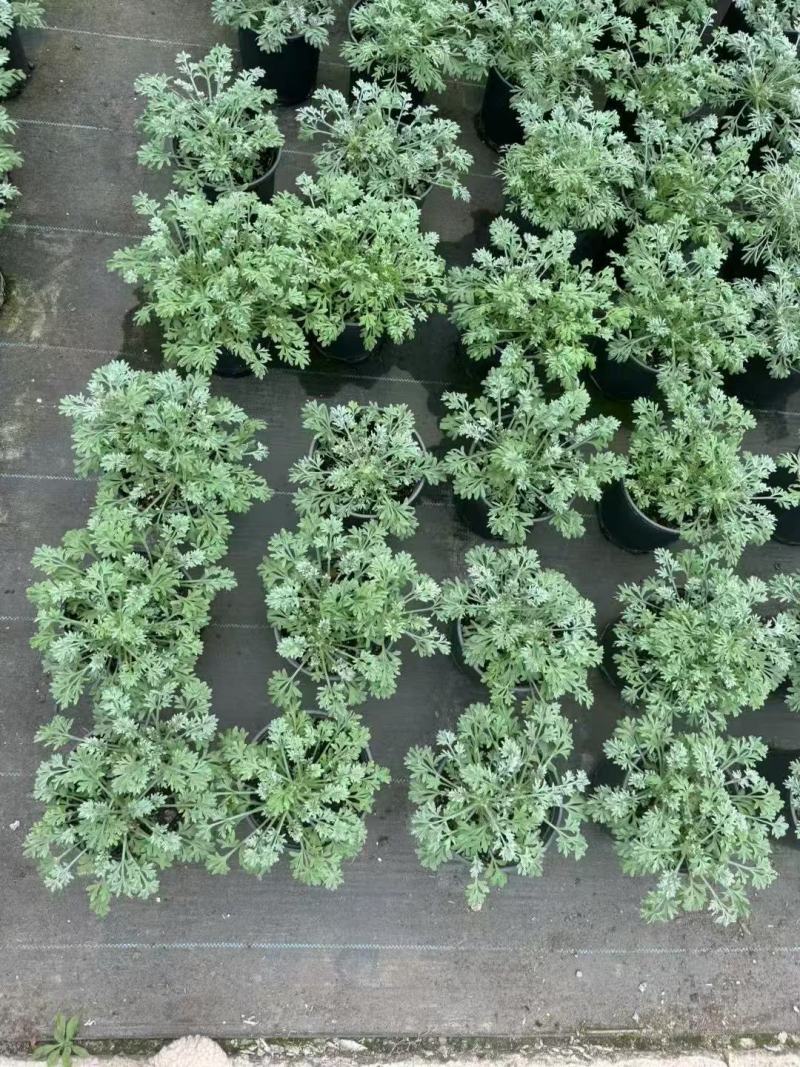 精品朝雾草优质朝雾草