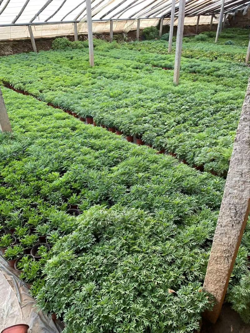 精品朝雾草优质朝雾草
