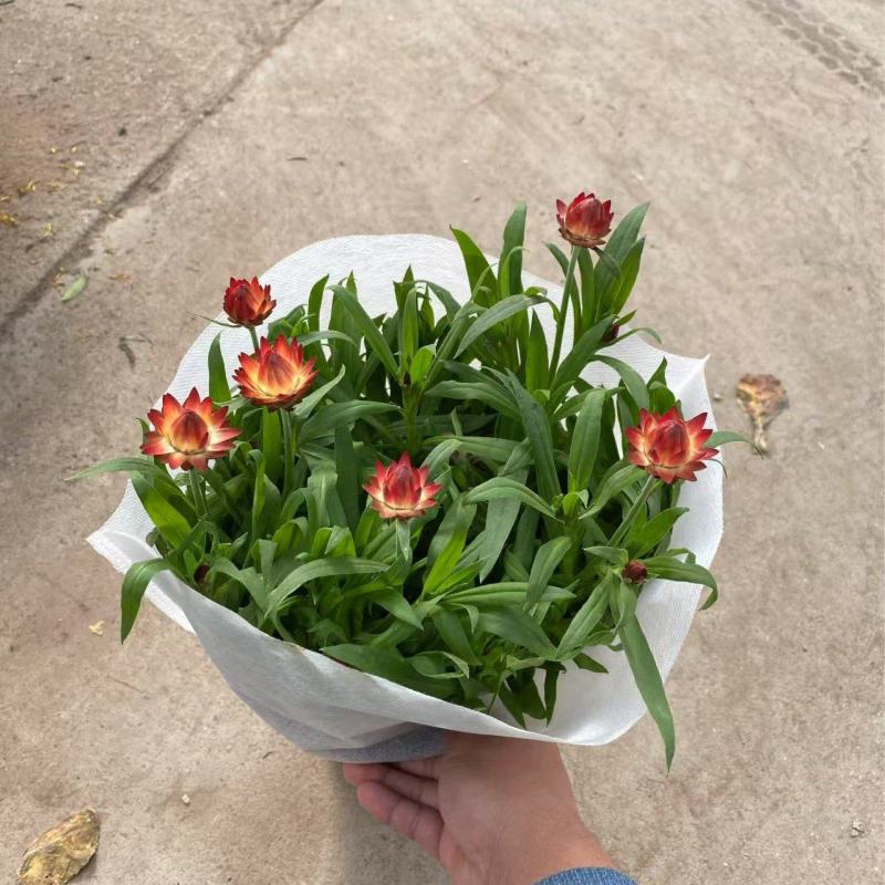 精品蜡菊优质麦秆菊