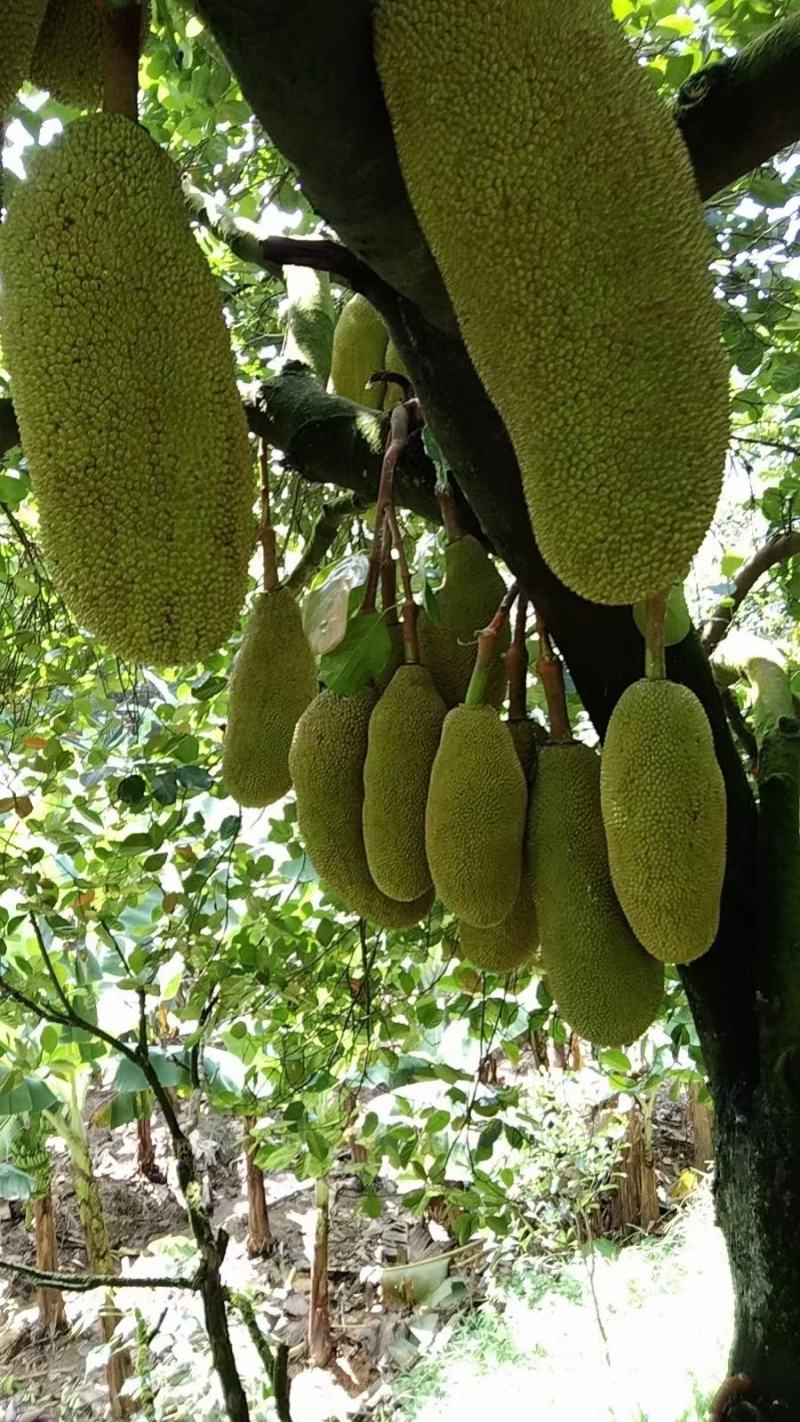 高州马一干包菠萝蜜，可一件代发产地代办，可长期合作