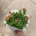 精品蜡菊优质麦秆菊