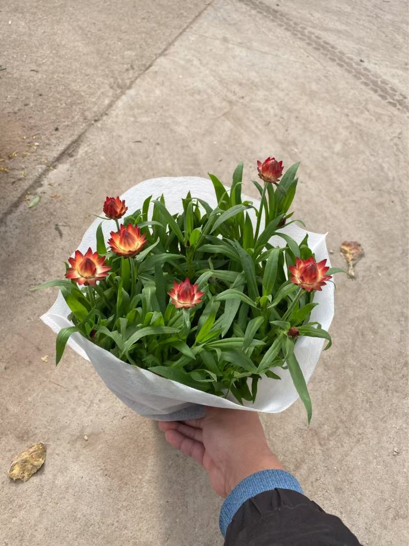 精品蜡菊优质麦秆菊