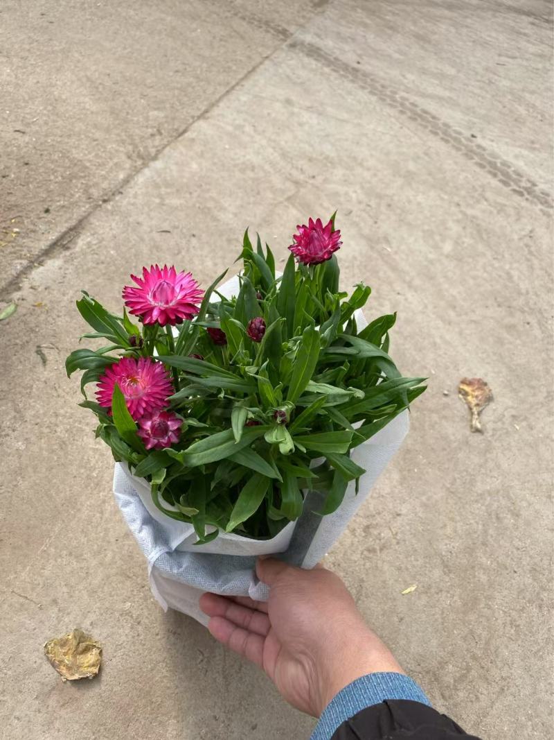 精品蜡菊优质麦秆菊