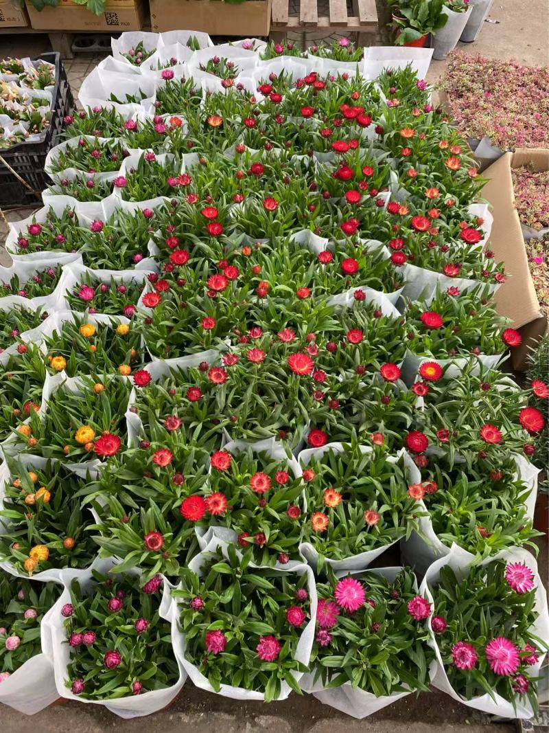 精品蜡菊优质麦秆菊