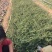 精品平枝栒子优质平枝栒子