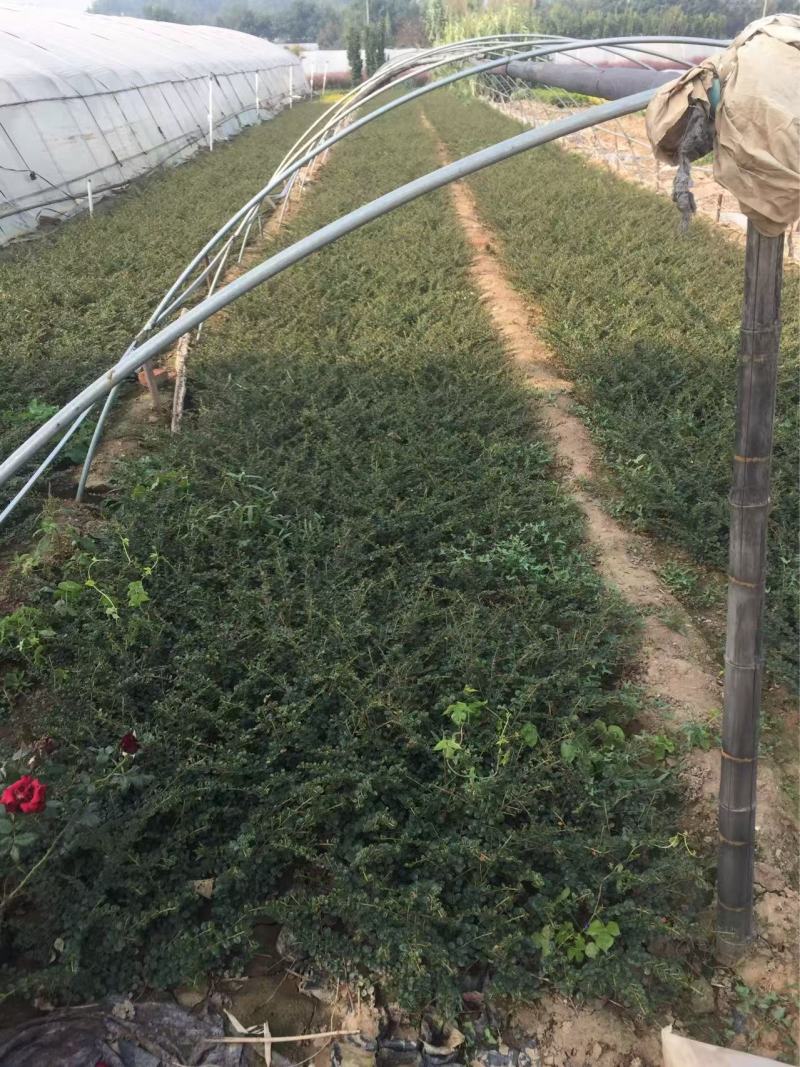 精品平枝栒子优质平枝栒子