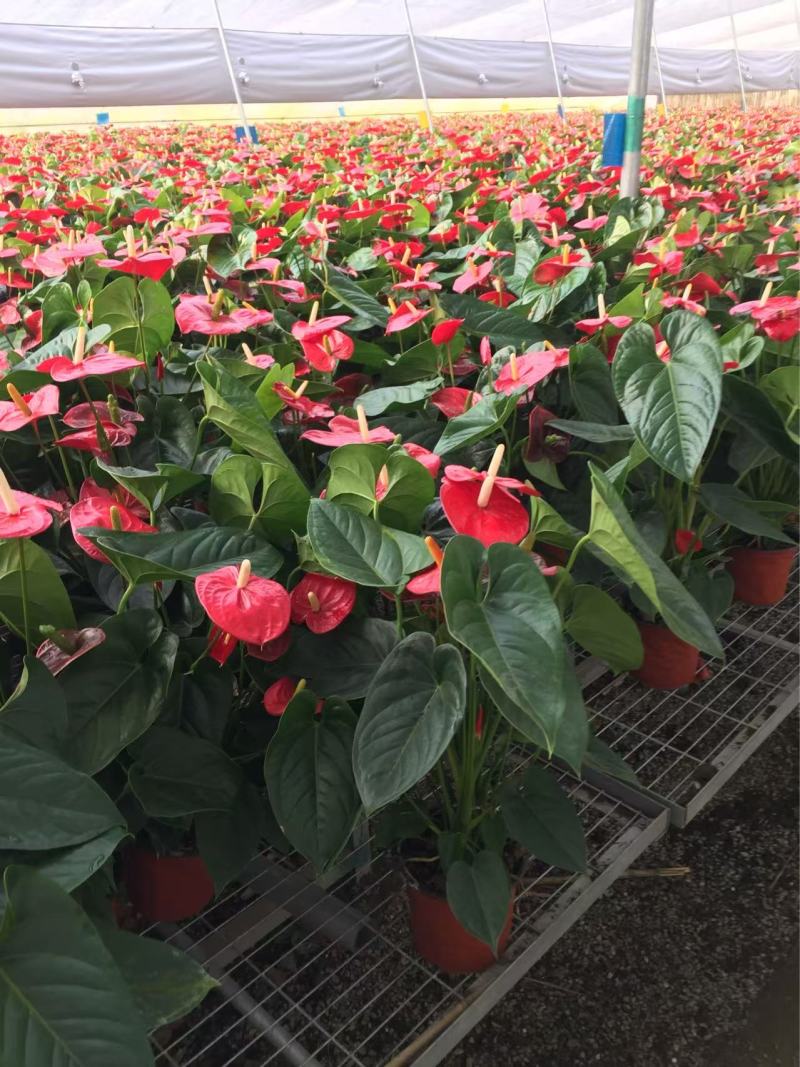 精品红掌优质红掌红掌种植基地