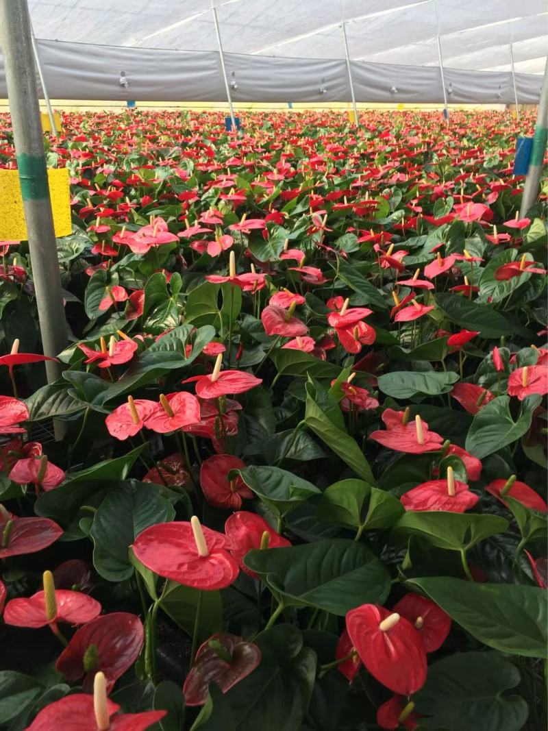 精品红掌优质红掌红掌种植基地