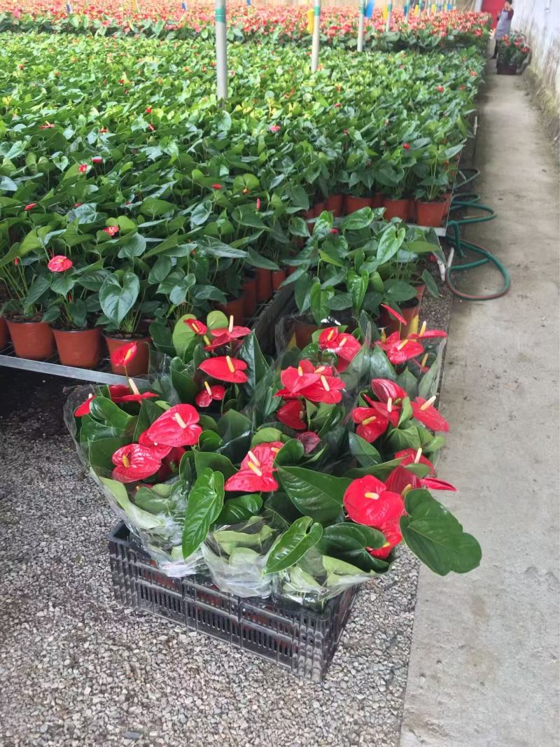 精品红掌优质红掌红掌种植基地