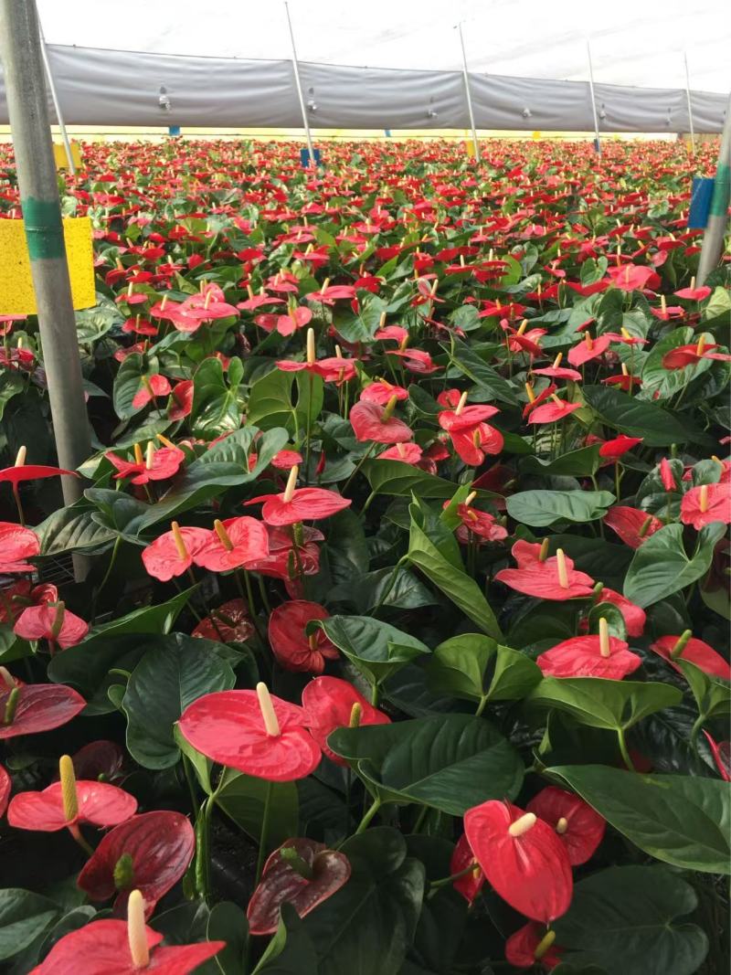精品红掌优质红掌红掌种植基地