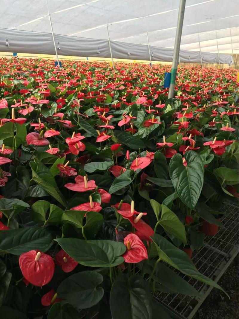 精品红掌优质红掌红掌种植基地